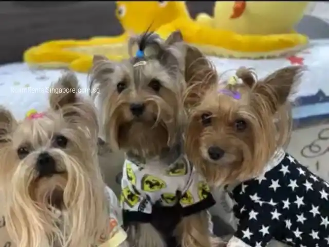 Room for Rent in Clementi